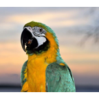 Parrot Guy